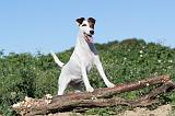 FOX TERRIER POIL LISSE 079